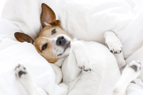 CBD Hundekekse: entspannt bei Stress
