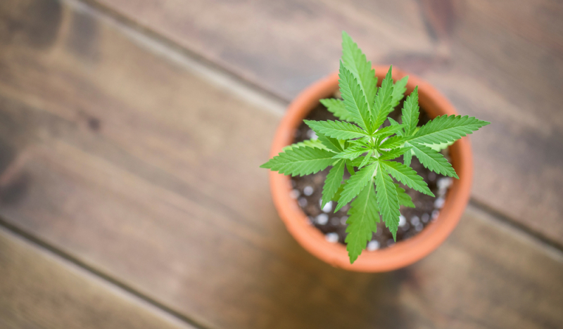 Welche Cannabinoide gibt es?