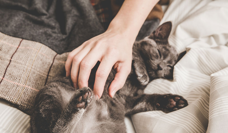 CBD für ängstliche Katzen: Neue Studienergebnisse im Überblick