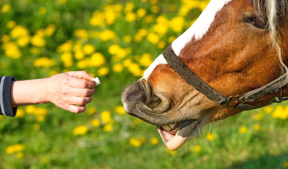 Utilisation recommandée pour chevaux