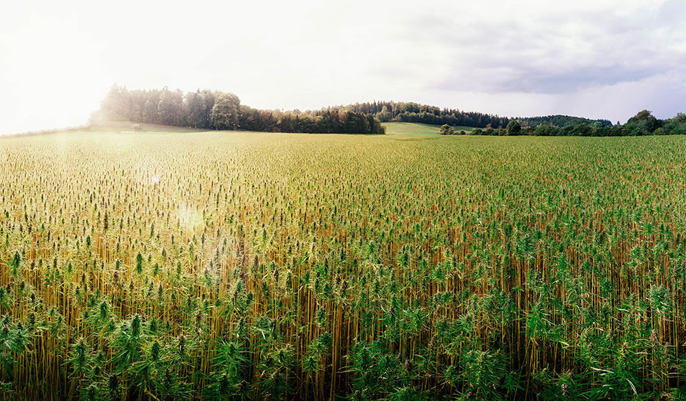 Anbau von Cannabis zur Cannabisöl-Herstellung