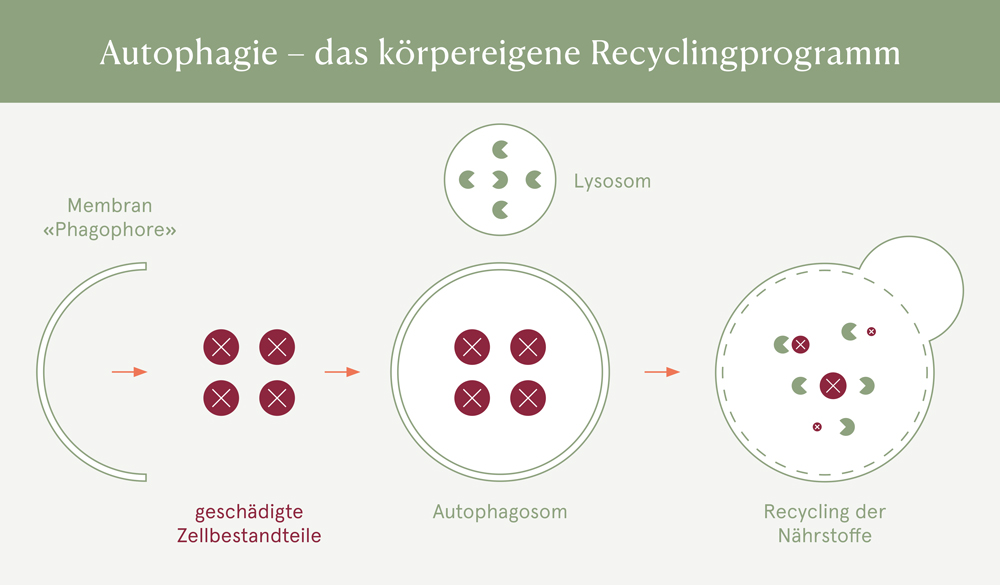 Autophagie - das körpereigene Recyclingprogramm
