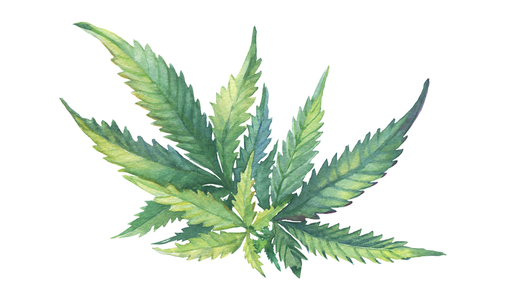 Cannabis-Terpene mit besonderer Wirkung