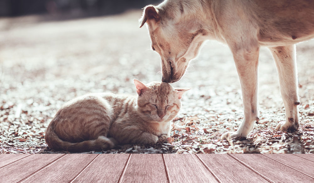 Hanföl für Hunde und Katzen