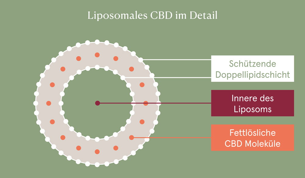 Liposomales CBD im Detail 